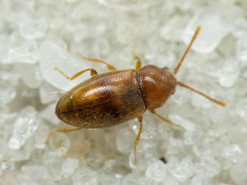 Cryptophagidae Kirby, 1837